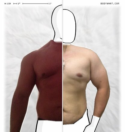 Torso Comparison