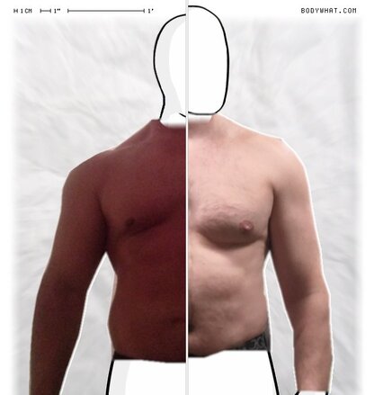 Torso Comparison