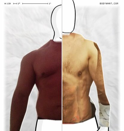 Torso Comparison