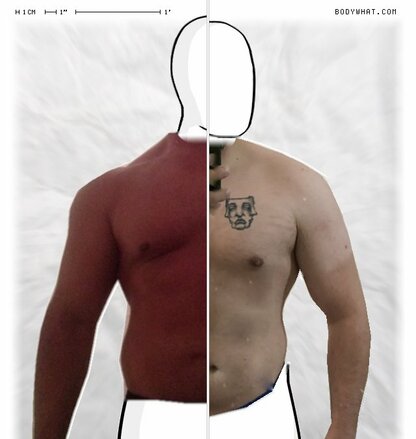 Torso Comparison