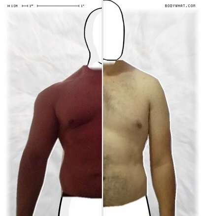 Torso Comparison