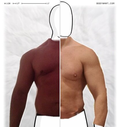 Torso Comparison