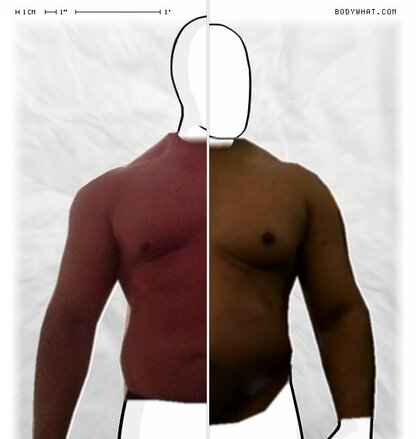 Torso Comparison