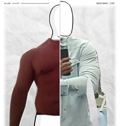 Torso Comparison
