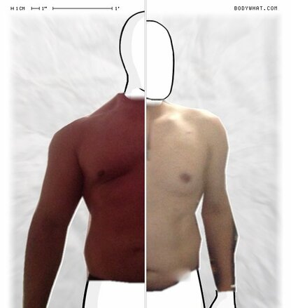 Torso Comparison