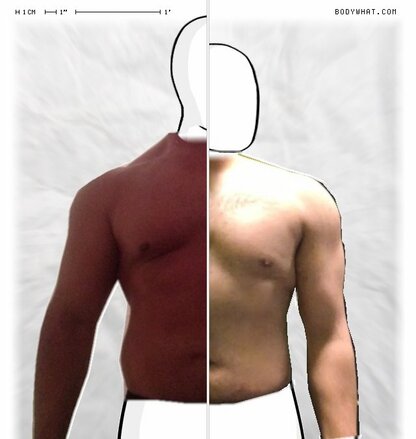 Torso Comparison