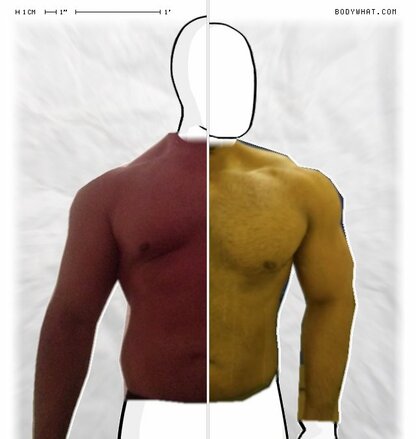 Torso Comparison