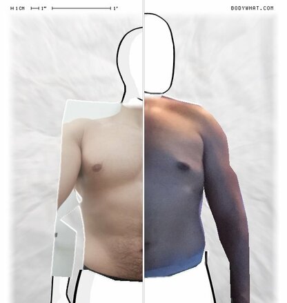 Torso Comparison