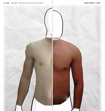 Torso Comparison