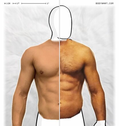 Torso Comparison