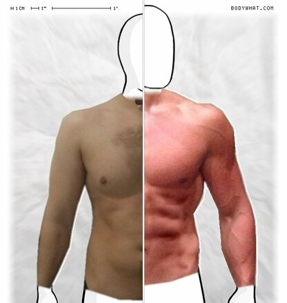 Torso Comparison