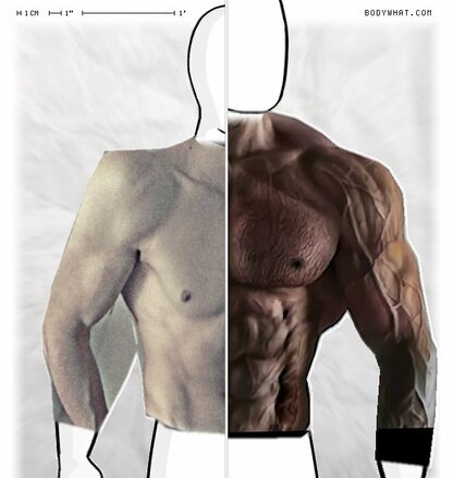 Torso Comparison