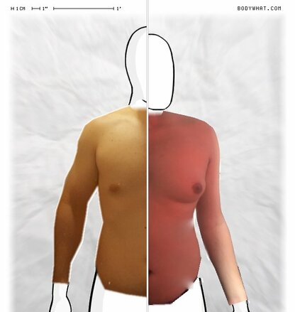 Torso Comparison