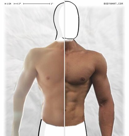 Torso Comparison
