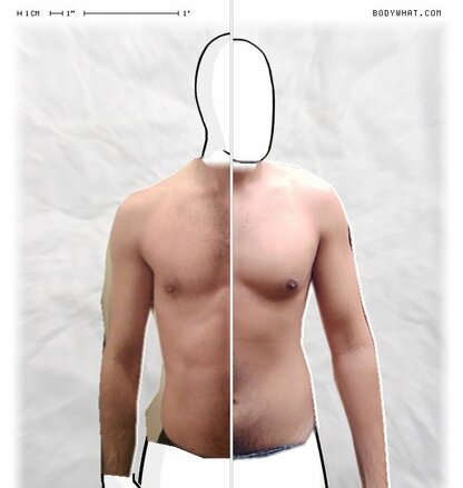 Torso Comparison