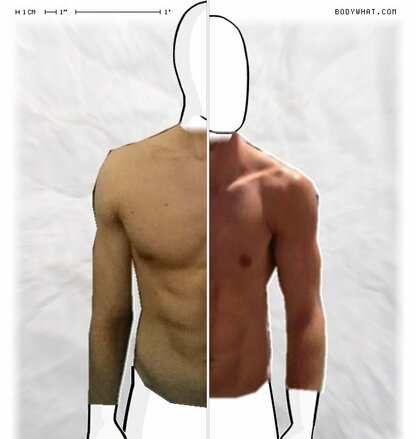 Torso Comparison