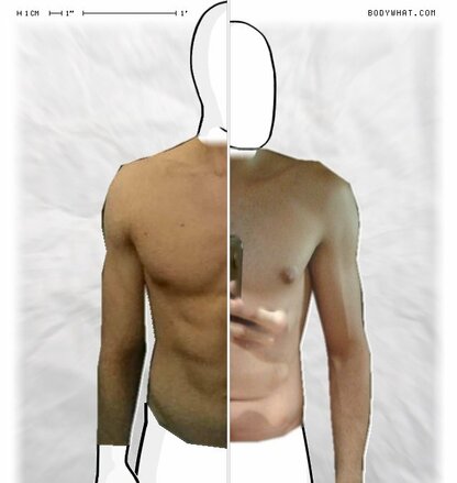 Torso Comparison