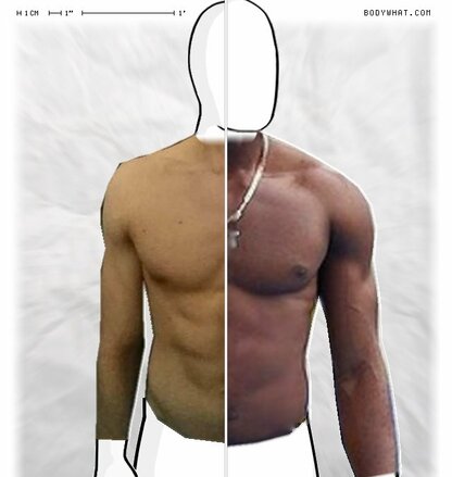 Torso Comparison