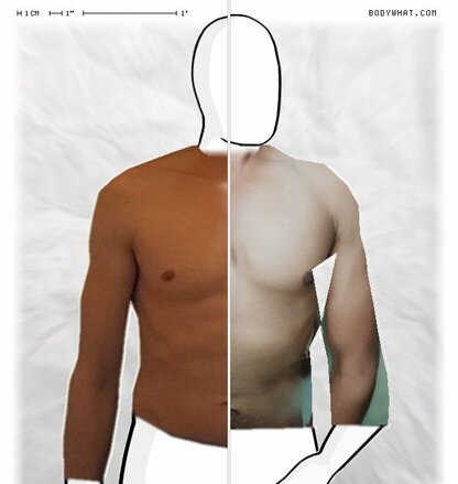 Torso Comparison