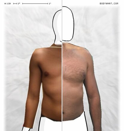 Torso Comparison