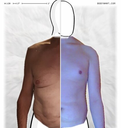 Torso Comparison