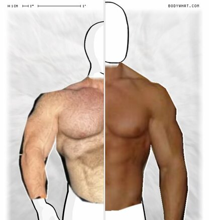 Torso Comparison