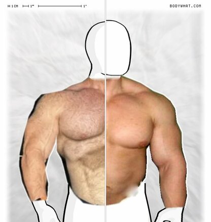 Torso Comparison