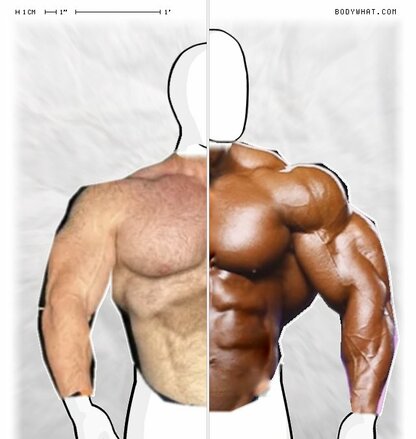 Torso Comparison