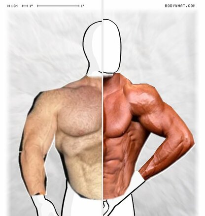 Torso Comparison