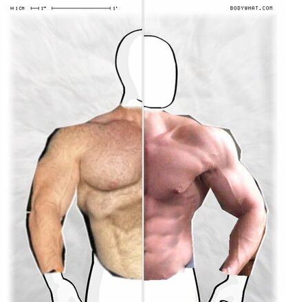 Torso Comparison