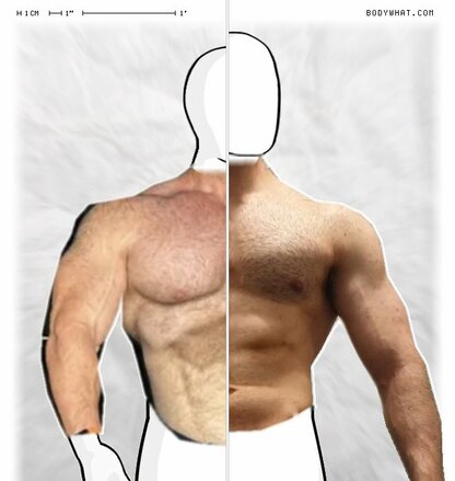 Torso Comparison
