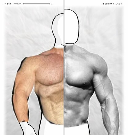 Torso Comparison