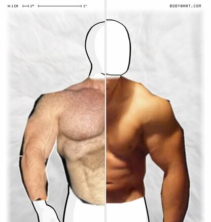 Torso Comparison