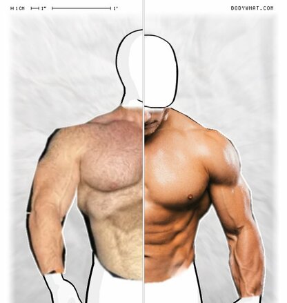 Torso Comparison