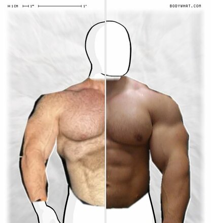Torso Comparison