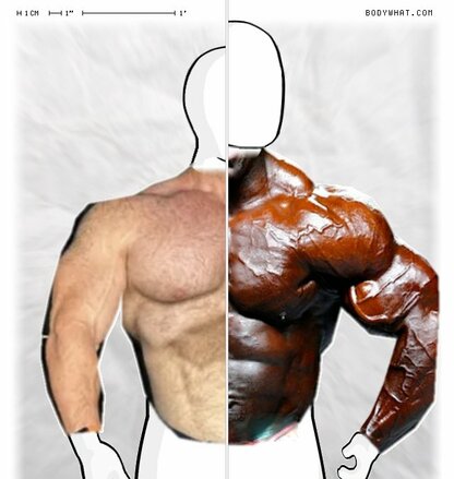 Torso Comparison