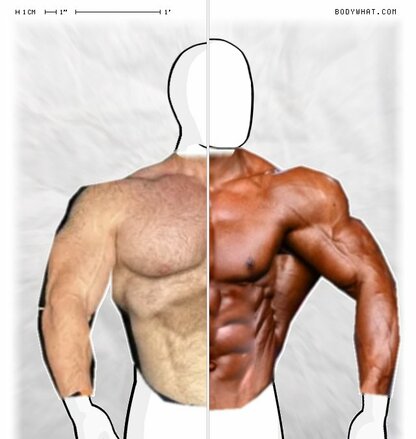 Torso Comparison