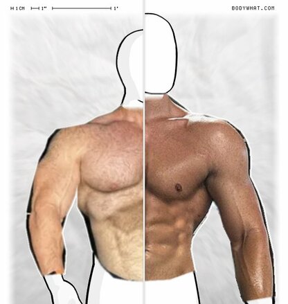 Torso Comparison
