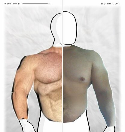 Torso Comparison