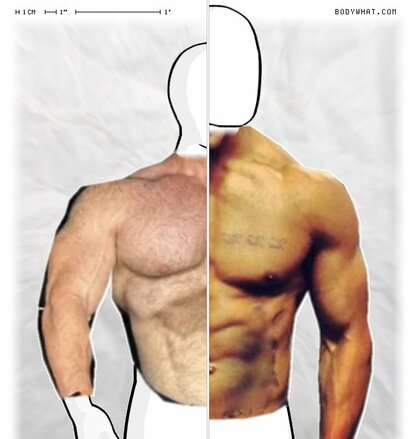 Torso Comparison