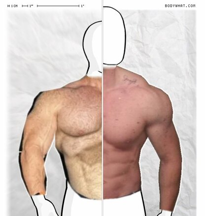 Torso Comparison
