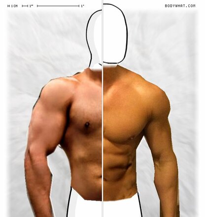 Torso Comparison