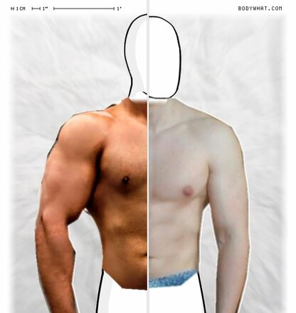 Torso Comparison
