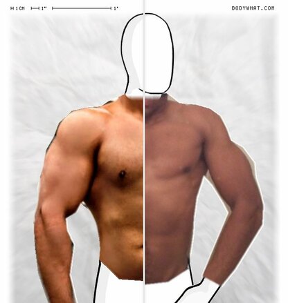 Torso Comparison