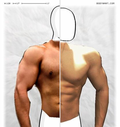 Torso Comparison