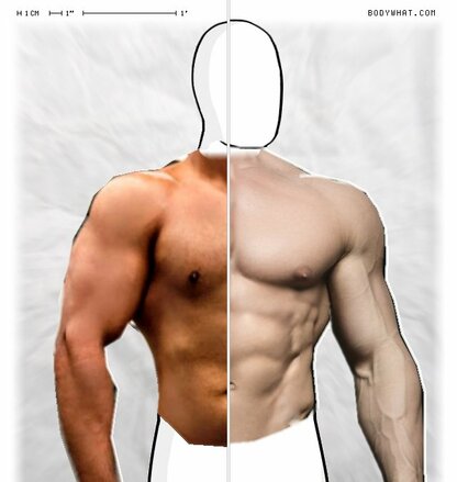 Torso Comparison