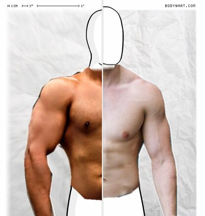 Torso Comparison