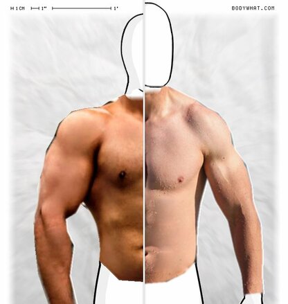 Torso Comparison