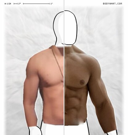 Torso Comparison