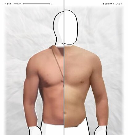 Torso Comparison